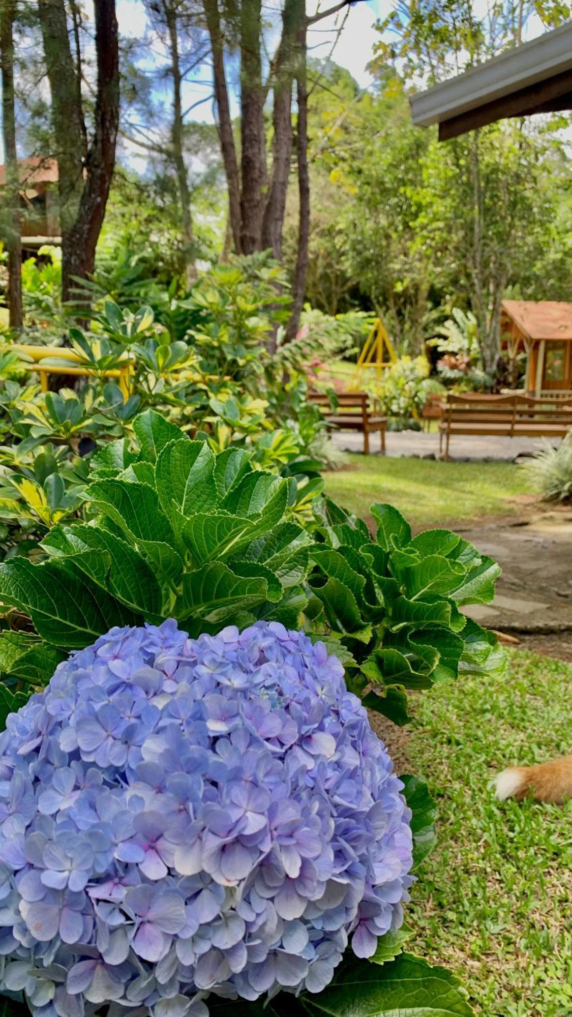 Vista Turrialba Lodge Ngoại thất bức ảnh